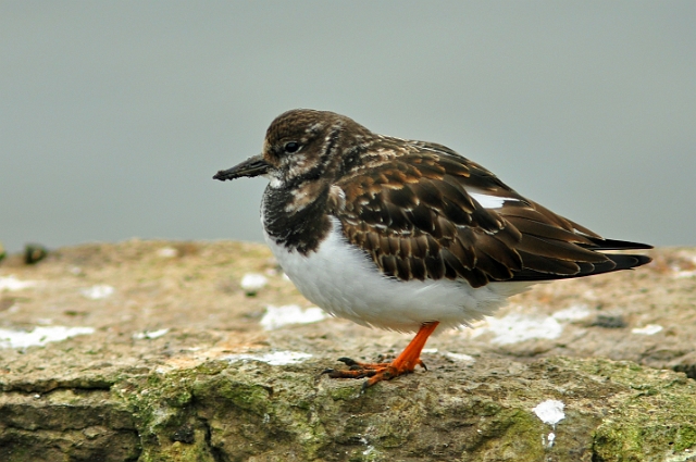 12 02 15_1594_edited-1.jpg - TURNSTONE - POOLE PARK, DOREST - 12.2.15